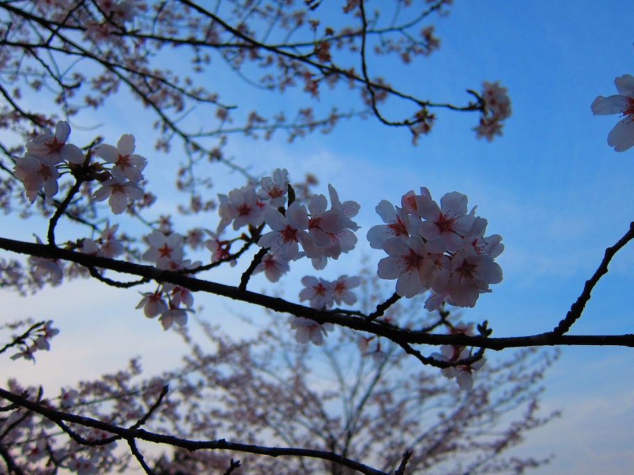 高千穂峡の桜.JPG