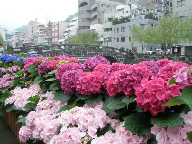 眼鏡橋と紫陽花.JPG
