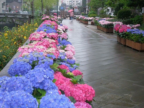 紫陽花通路.JPG