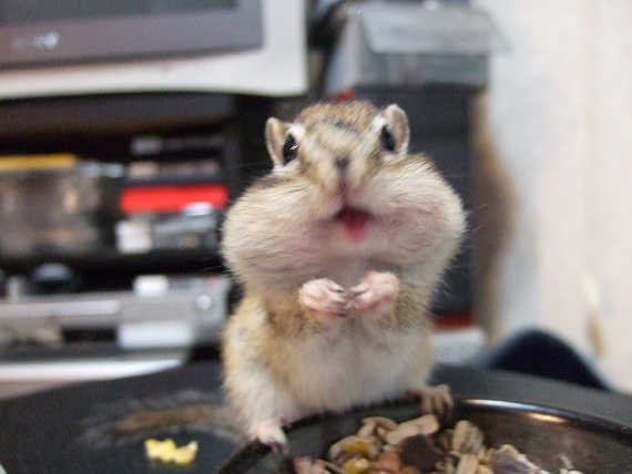シマリス２.jpg